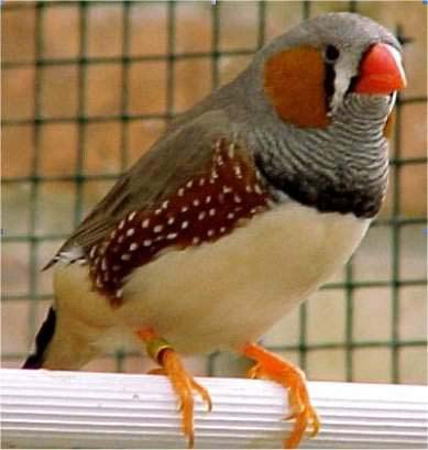 1 livre + 1 cd audio pour reconnaître les oiseaux du jardin et identifier leur chant. Oiseaux - Mandarin