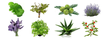 A group of green plantsAI-generated content may be incorrect.