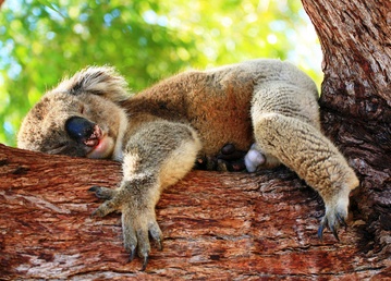 Koala mother and joey australia art print by suzi eszterhas. Un koala Des koalas | Pratique.fr