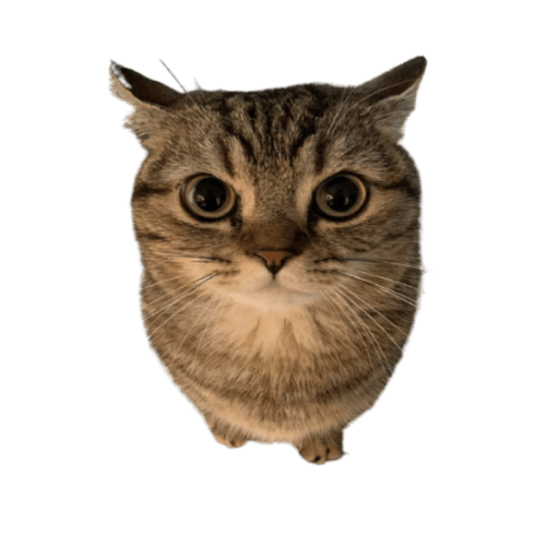 Page 2 Roblox Cat Image IDs Roblox Den Small Cute Cat 7016b8bce7 