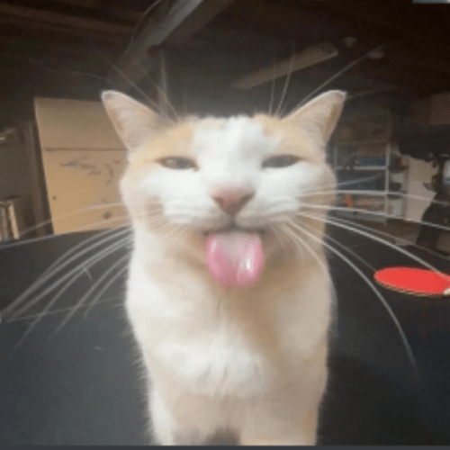 10M Roblox Image IDs Search All Decal IDs 2026 Roblox Den Small Silly Cat 346a0b5b02 