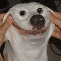 Page 8 10M Roblox Image IDs Search All Decal IDs 2026 Roblox Den Xsmall Funny Dog Face 7fd50d454f 