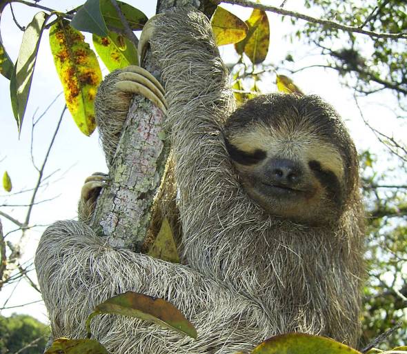 photo Perezosos Animal scientific american