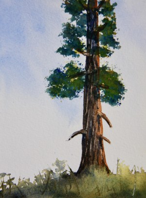watercolor evergreen trees painting skillshare paint nichols eva class projects landscape