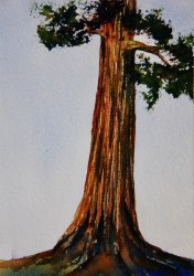 watercolor painting evergreen trees skillshare nichols eva mind