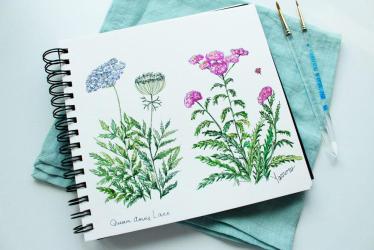 watercolor botanical herbs healing skillshare