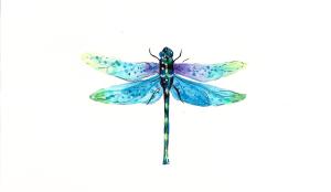dragonfly watercolor easy project fun projects skillshare less reference