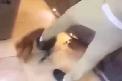 Zouma Cat Video - Kjsfusqef4n Qm