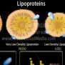 Hdl Vs Ldl Structure
