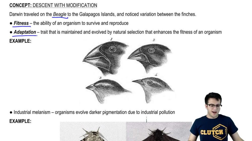 Marsupial mammals give birth to young that complete their develop...