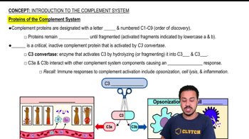 Effects Of The Complement System Quiz Flashcards Study Prep In Pearson - Download Professional Space Pattern | High Resolution