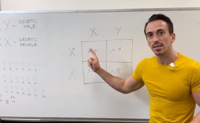 X-linked Inheritance And Punnett Squares | Channels For Pearson+
