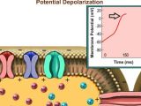 Cardiac Action Potential Animation