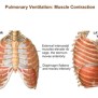 Mechanism Of Breathing, Animation | Channels For Pearson+