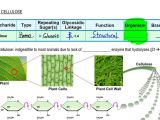Cellulose Structure Holocellulose Nanofibers From Straw Bamboo