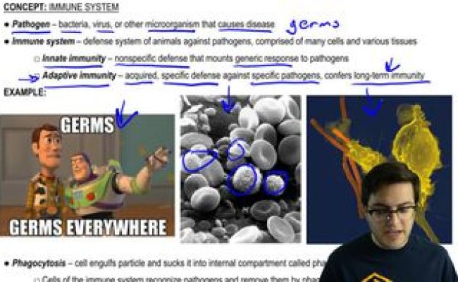 Types Of Immune Cells Part 2: Myeloid And Lymphoid Lineages | Channels ...