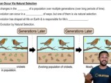 Natural Selection And Evolution Definitions Flashcards Study Prep In