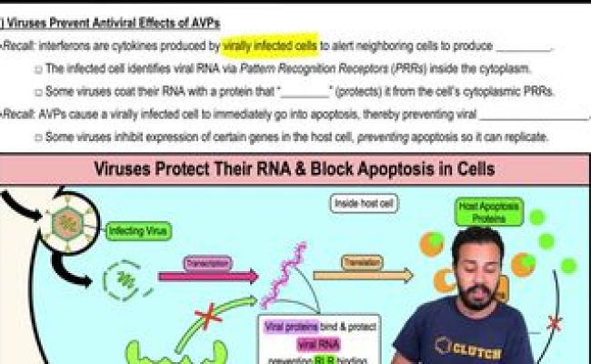 Intro To How Viruses Evade The Immune Response | Channels For Pearson+