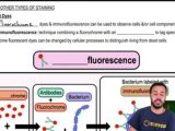 Special Staining Channels For Pearson