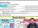 Simple Staining Basic Acidic Dyes Channels For Pearson
