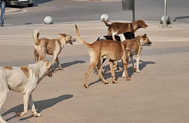 طالب يفقد حياته بعدما طاردته كلاب ضالة