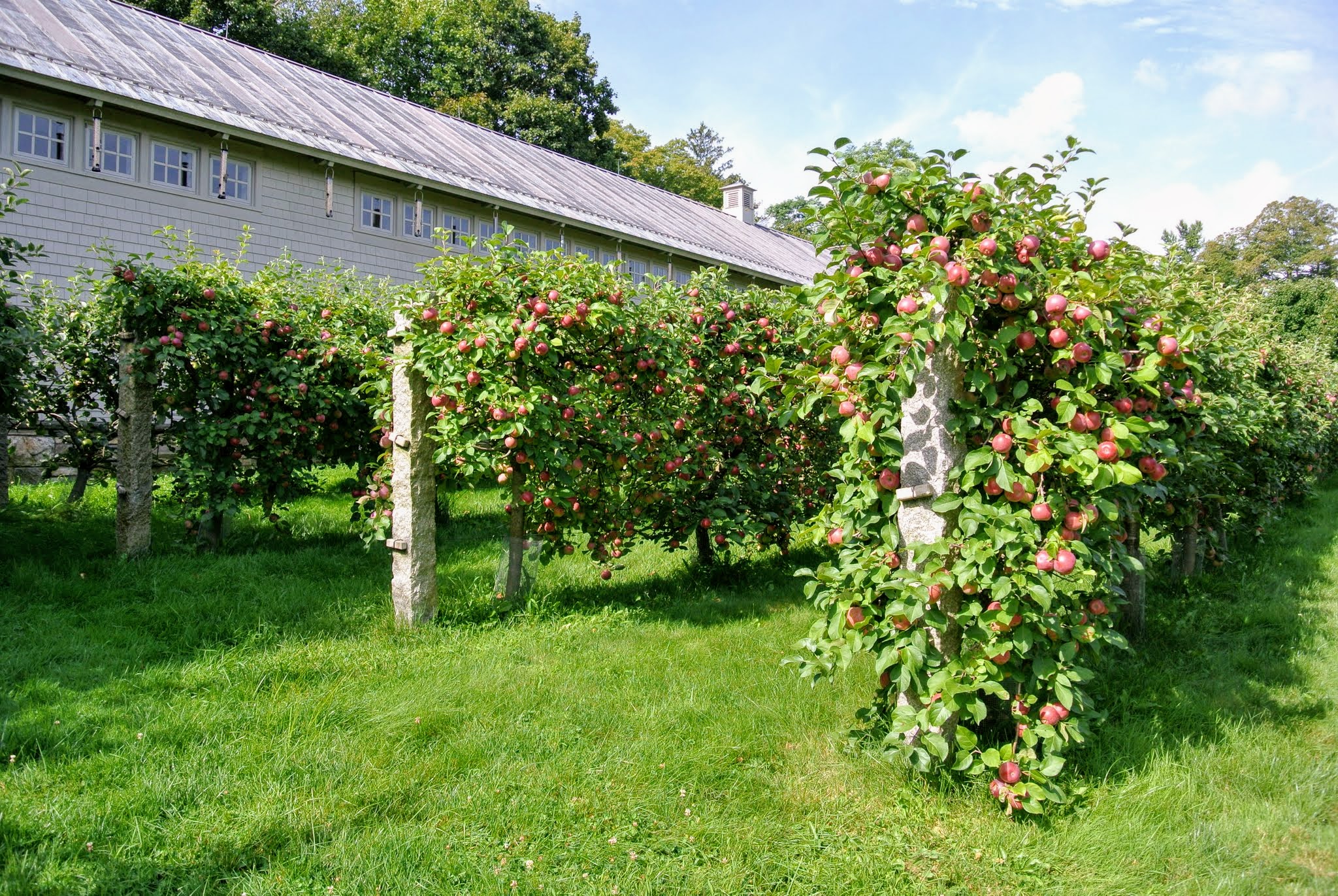 Mini Fruit Trees Great For Backyard Orchard