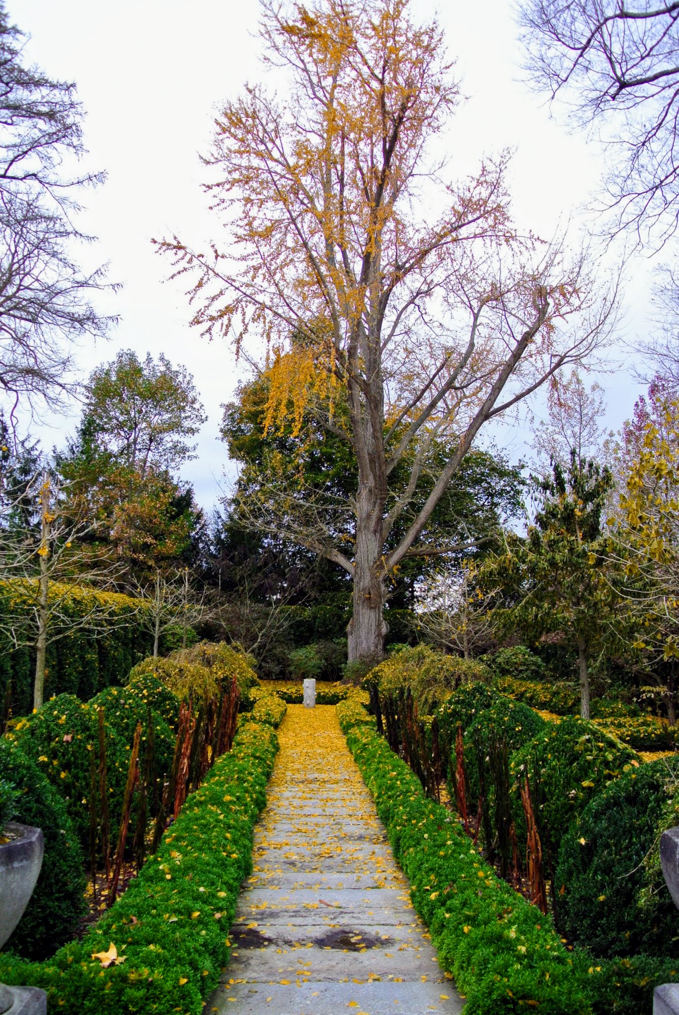 Ginkgo Biloba Wikipedia