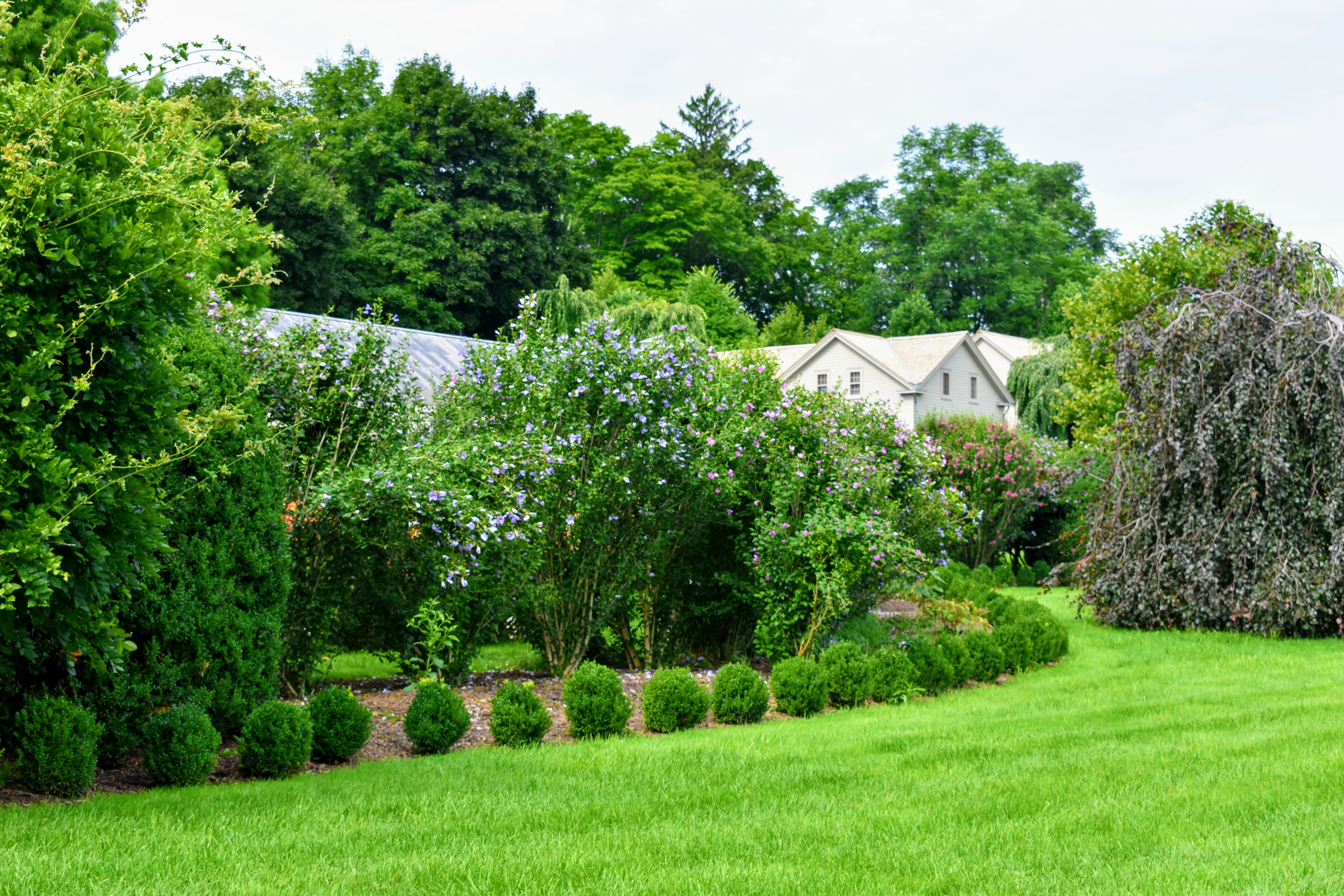 Rose Of Sharon Althea Plants Gardenland Usa Improve Your Environment