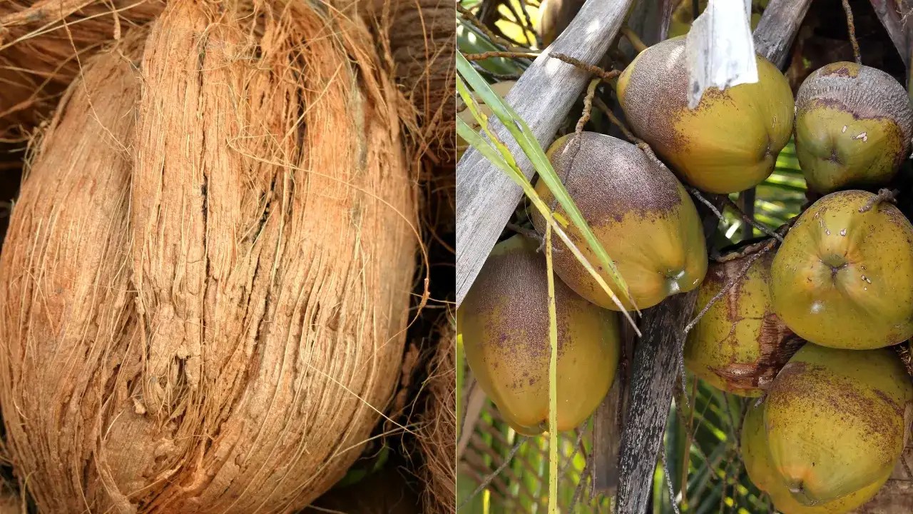 Raw coconut vs. dry coconut: Which is healthier?