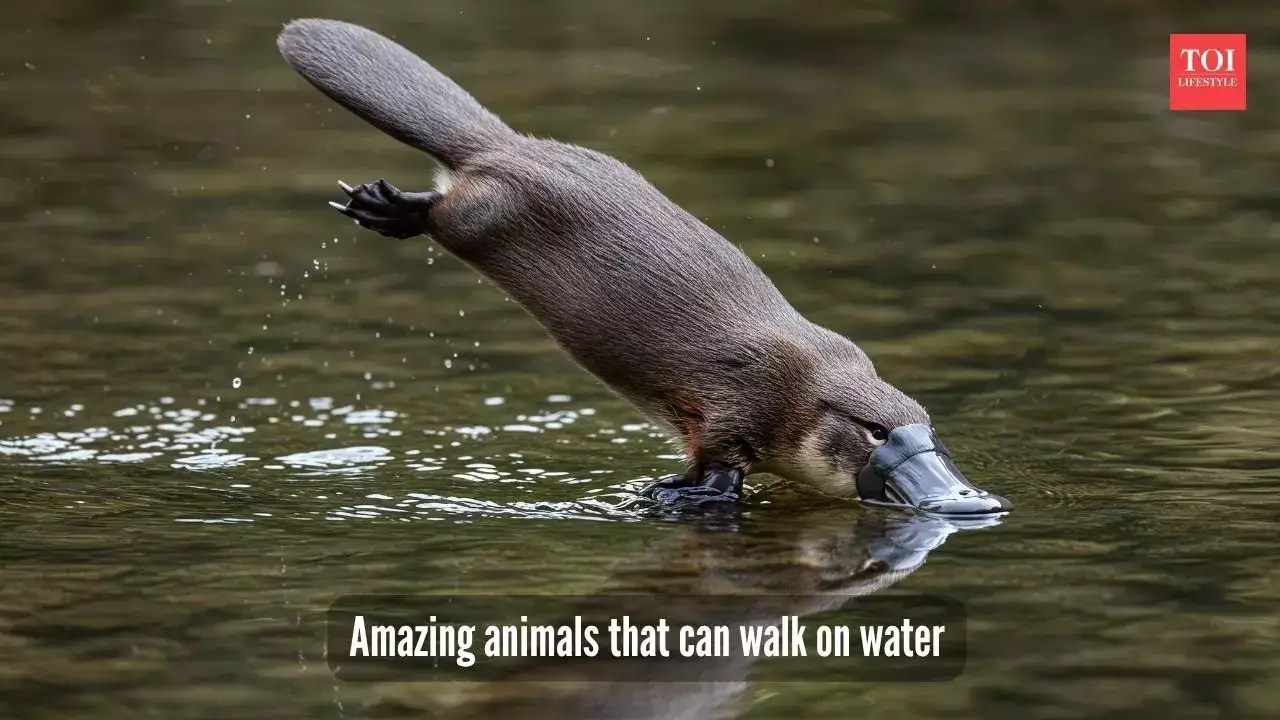5 Incredible Animals That Can Walk on Water! (2025)