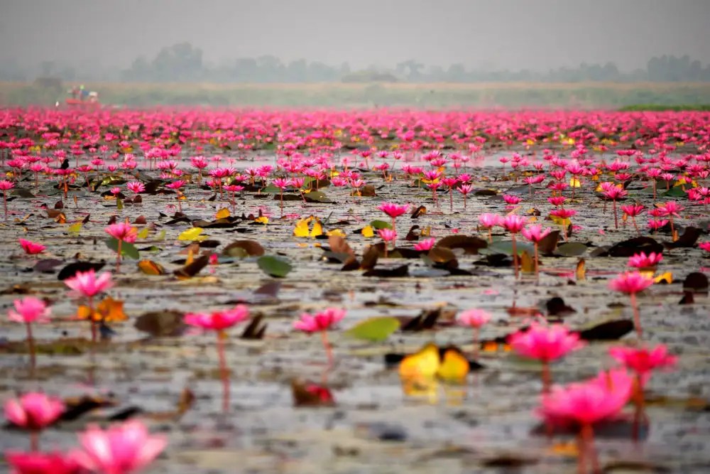 By covering the water surface, they shade the water and keep it cooler, which helps cont. Exploring Pink Water Lilies Lake In Thailand Beautiful Beyond Words Thailand Times Of India Travel