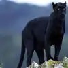 Animal Black Panthers - 8K Sunset Photos for Desktop