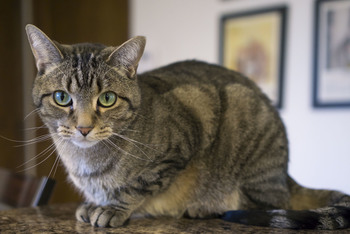 Kitten Academy Characters Tv Tropes