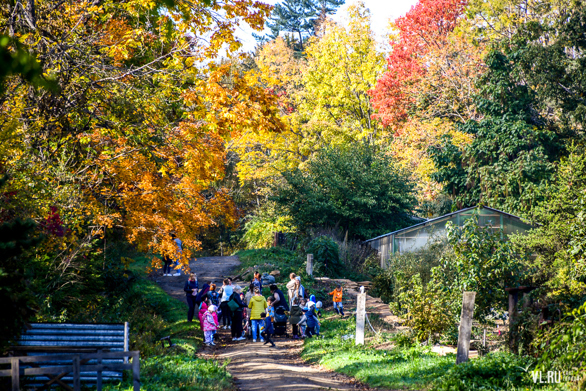 Продолжительность экскурсии около 1 часа. Botanicheskij Sad Privlekaet Zhitelej I Gostej Vladivostoka Yarkimi Osennimi Kraskami Novosti Vladivostoka Na Vl Ru