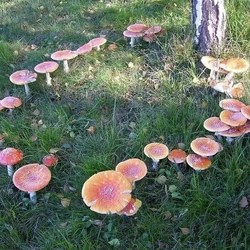 photo Cottagecore Aesthetic Mushrooms aesthetics wiki fandom