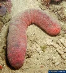 images Real Life Snot Sea Cucumber snot sea cucumber animals wiki fandom