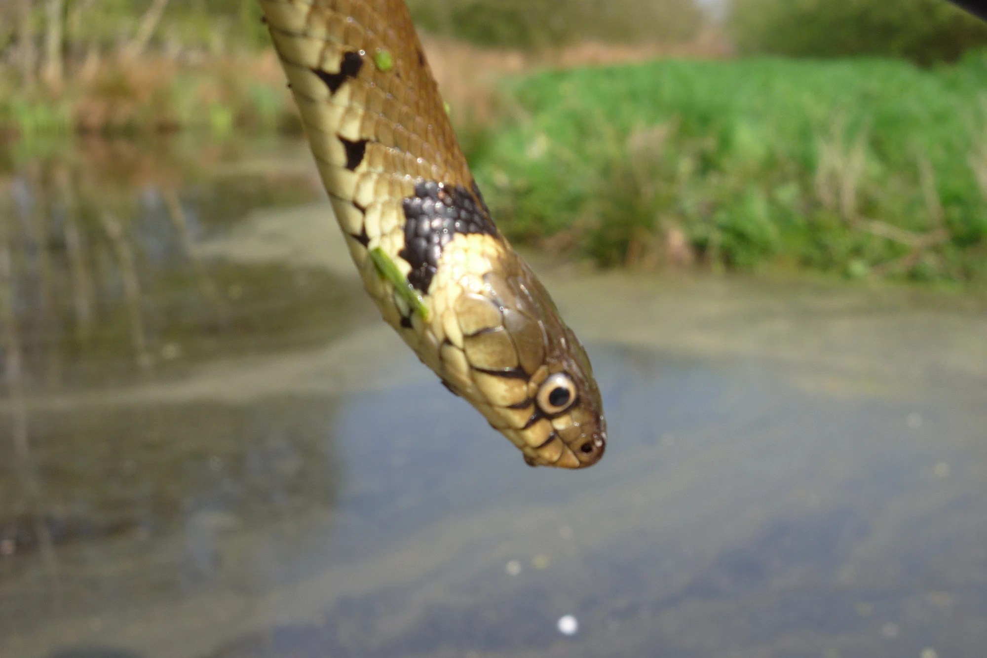 images Flowerpot Snake Uk grass snake british herping wiki fandom