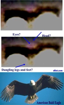 picture Argentavis Magnificens Sightings thunderbird cryptid wiki fandom