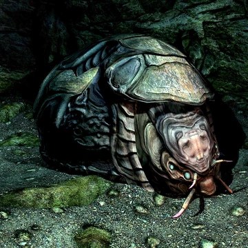 pics Forgotten Vale Cave Shellbug elder scrolls wiki fandom