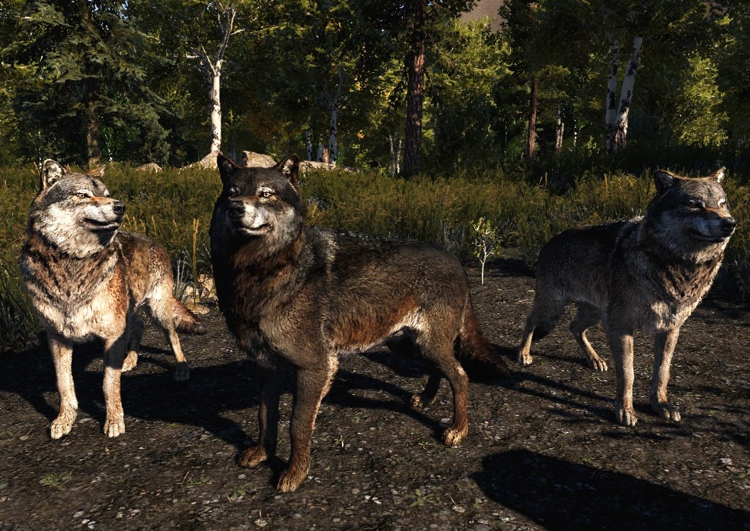 The australian cattle dog, sometimes known as a blue heeler or queensland heeler, is a tough herding dog from the land down under. Canidae Far Cry Wiki Fandom