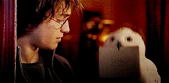 Hedwig Harry Potter Wiki Fandom