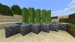 So what's the point in doubling the number of cactus and halving the efficiency? Tutorials Cactus Farming Official Minecraft Wiki