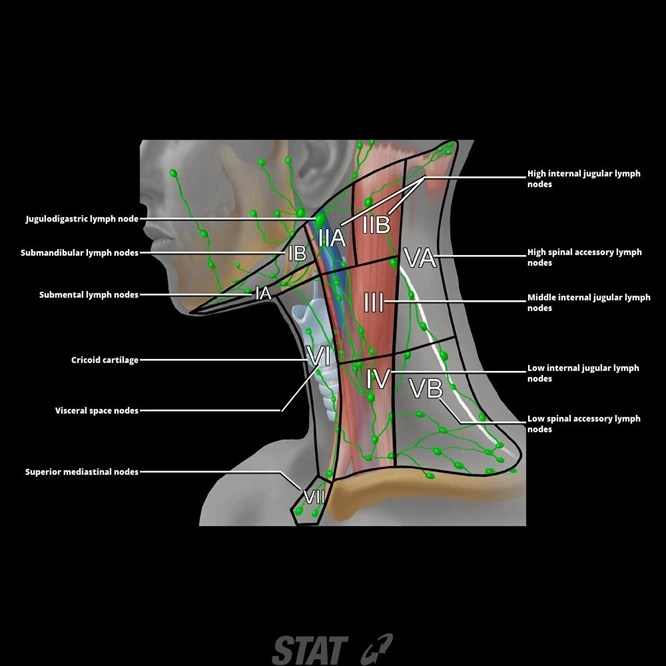 wallpapers Neck Lymph Nodes Levels neck lymph nodes levels i vi