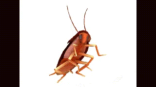 pic Transparent Background Dancing Cockroach Gif dancing roach roachism wiki fandom