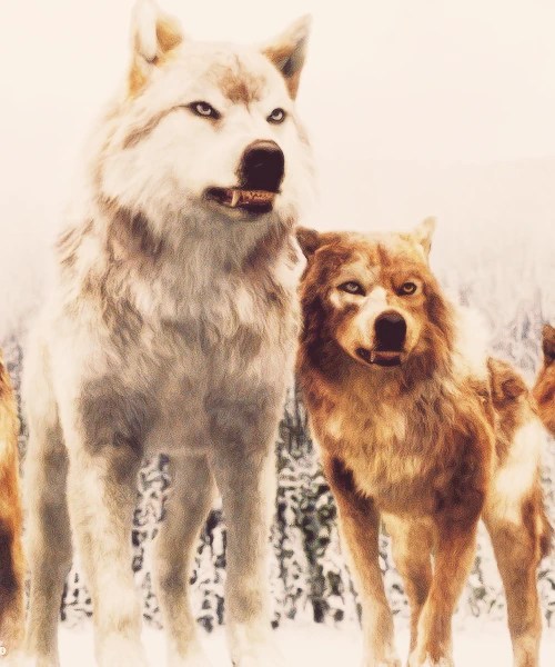 pics Seth Leah Twilight Wolves the twilight fanon wiki fandom