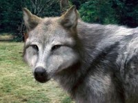 pic Seth Leah Twilight Wolves twilight saga wiki fandom