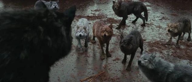 photo Twilight Wolves Pack Names twilight saga wiki fandom
