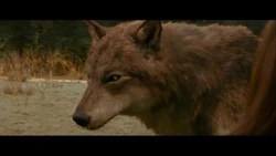 wallpapers New Moon Twilight Jacob Wolf twilight saga wiki fandom