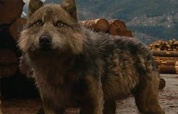 wallpapers Seth Leah Twilight Wolves twilight saga wiki fandom