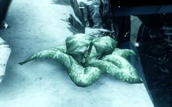 Frostleaf usually spawns on the ground near the edges. Frostleaf Warframe Wiki Fandom